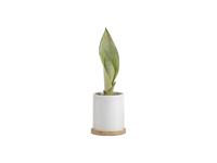 Sublimation 11oz Ceramic Flowerpot w/ Bamboo Base